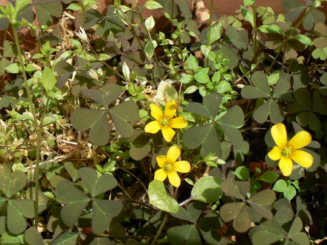 Oxalis corniculata / Acetosella dei campi